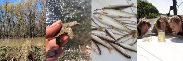 Flooded woods, hand holding turtle hatchling, small lake trout, teacher and students peering into beaker of lake water